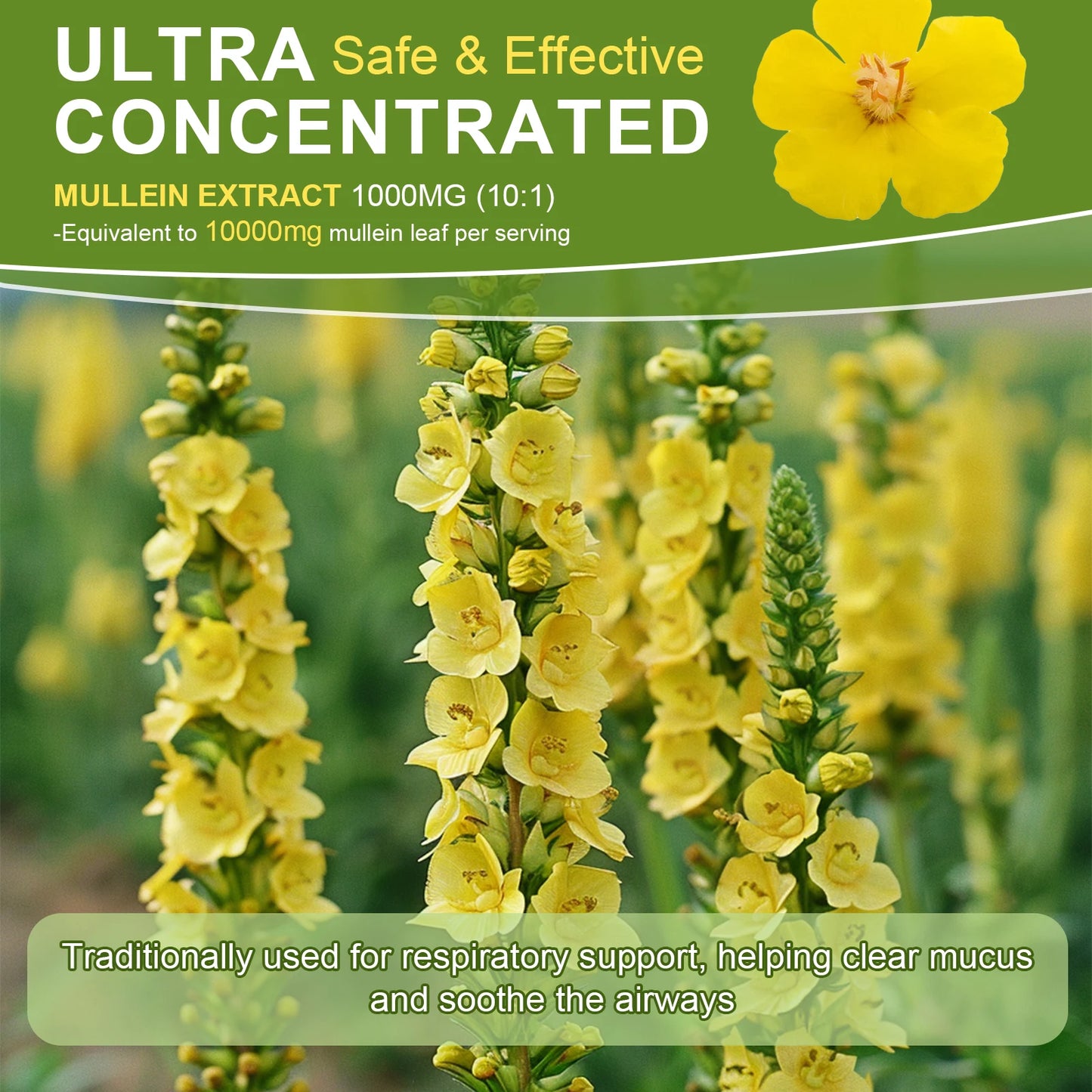 Mullein Drops for Lungs - Mullein Leaf Extract Supplement - Lung & Bronchial Cleanse - Respiratory Health Support